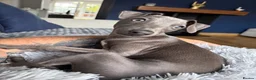 Italian Greyhound dogs for sale: Beautiful, affectionate Italian Greyhound in Wetherby - Advert 11