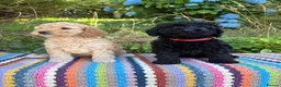 Cockapoo dogs for sale: F1b READY NOW. Health tested parents.  - Advert 8