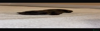 Cocker Spaniel 3