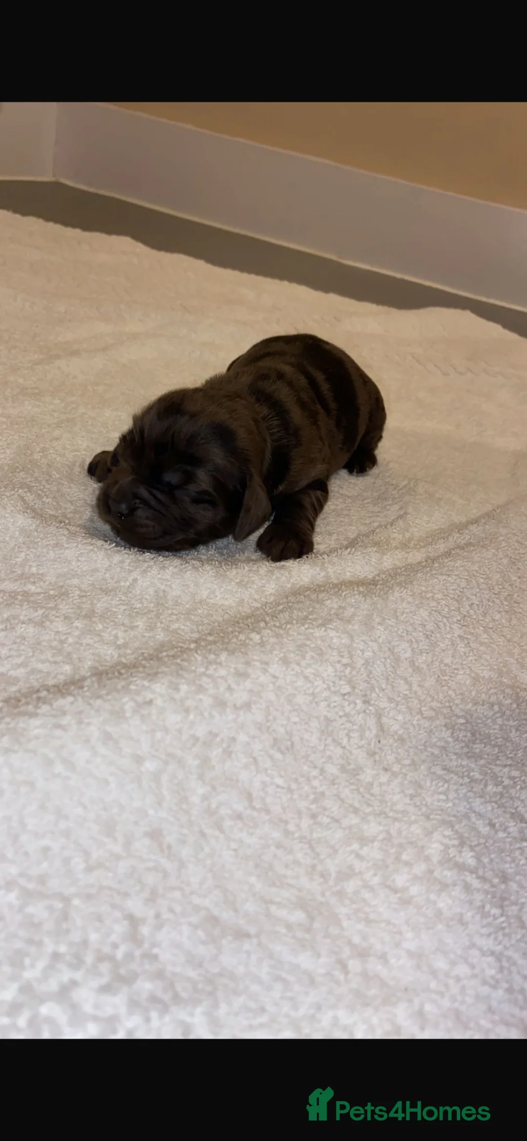 Cocker Spaniel dogs for sale: Cocker spaniel puppies for sale Merle colours!!!! - Advert 29