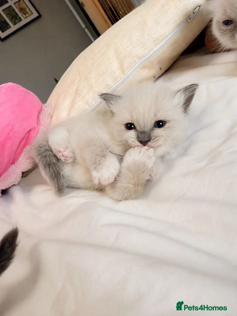 Ragdoll cats  🐾 Pure Ragdoll Kittens – The Summer Litter ☀️  - Advert 1