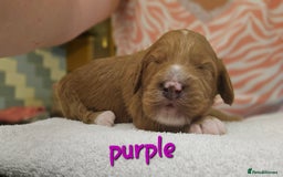 Cockapoo dogs for sale: Beautiful PRA F1B puppies - Image 5