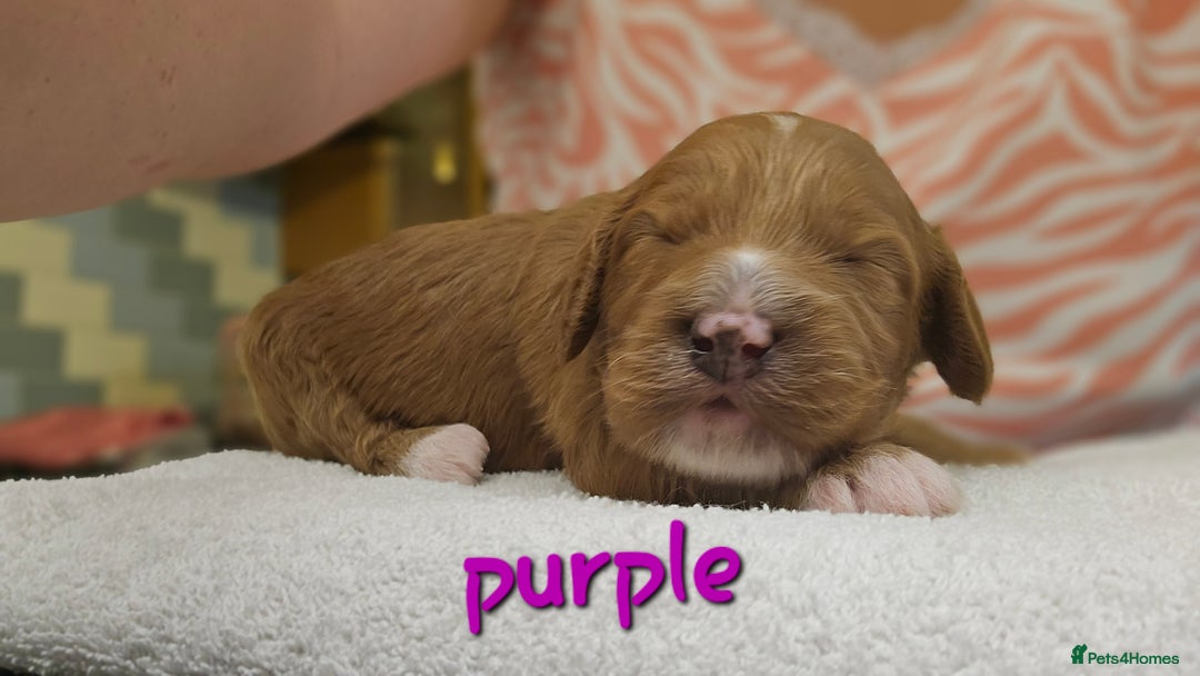 Cockapoo dogs for sale: Beautiful PRA F1B puppies - Image 5