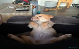 Chiweenie dogs for sale: 4 month old chihuahua cross male - Image 5