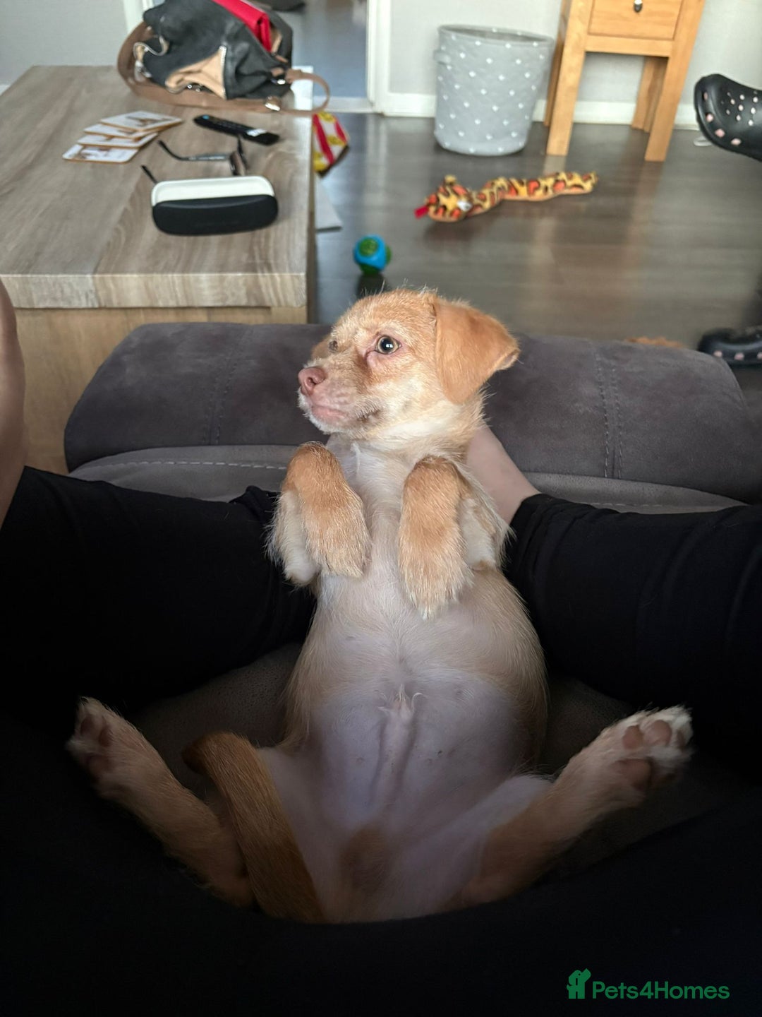 Chiweenie dogs for sale: 4 month old chihuahua cross male - Image 5