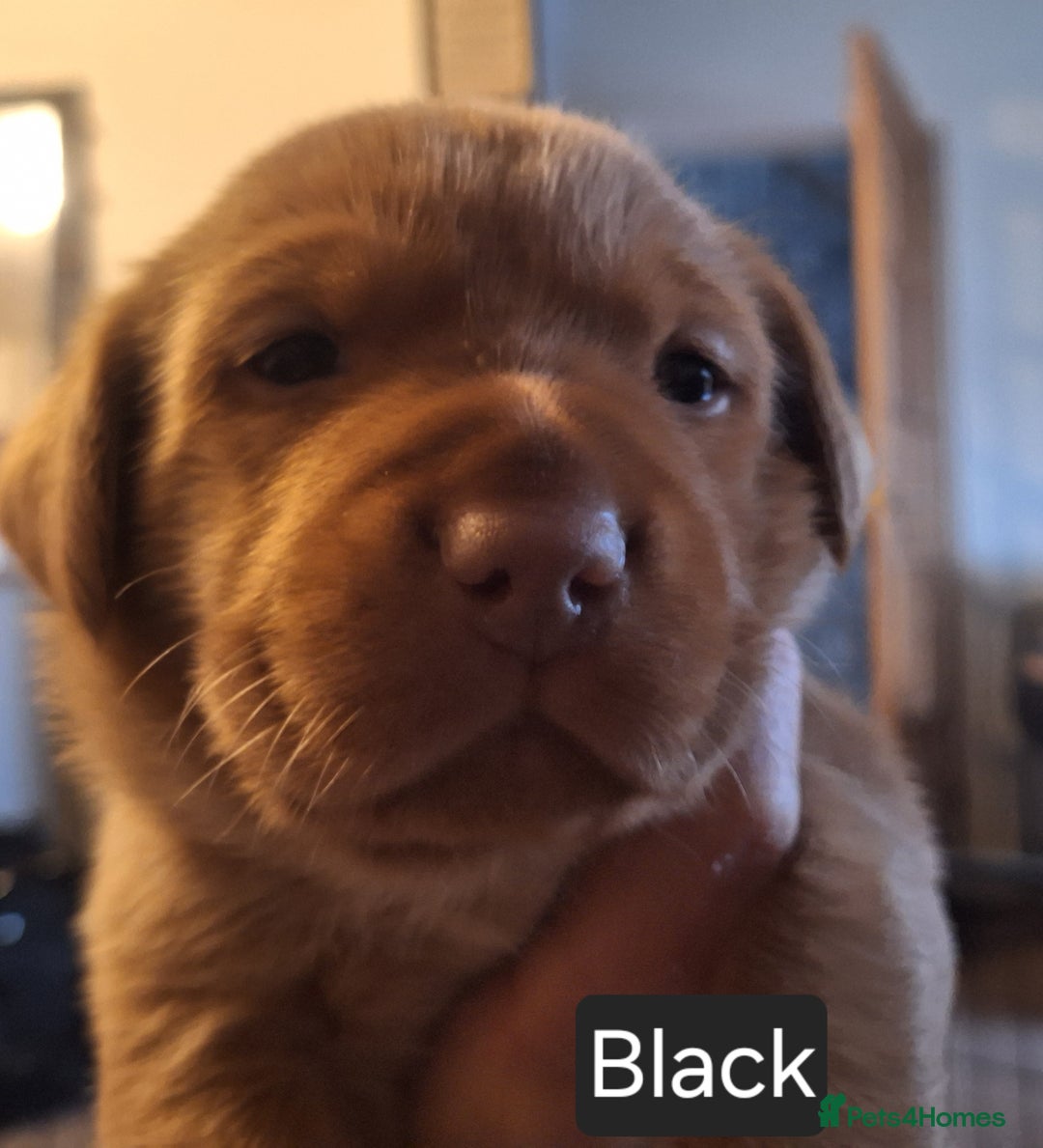 Labrador Retriever dogs for sale: Fox Red Labrador pups - Advert 15