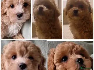 Maltipoo dogs Georgous Maltipoo Females - Advert 4