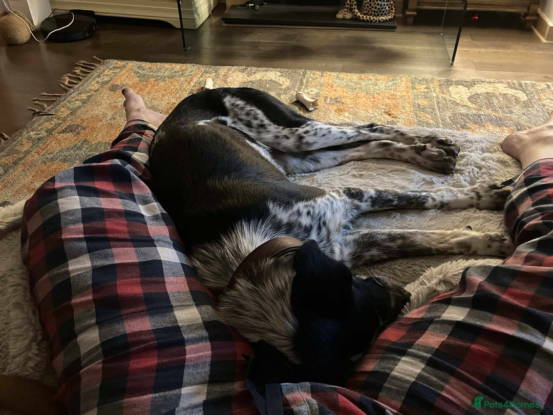 Mixed Breed dogs for adoption: Beau is looking for his forever home - Advert 4