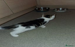 Domestic Shorthair cats for sale: 2 Eight week old Kittens for sale 1Male/1Female - Image 8