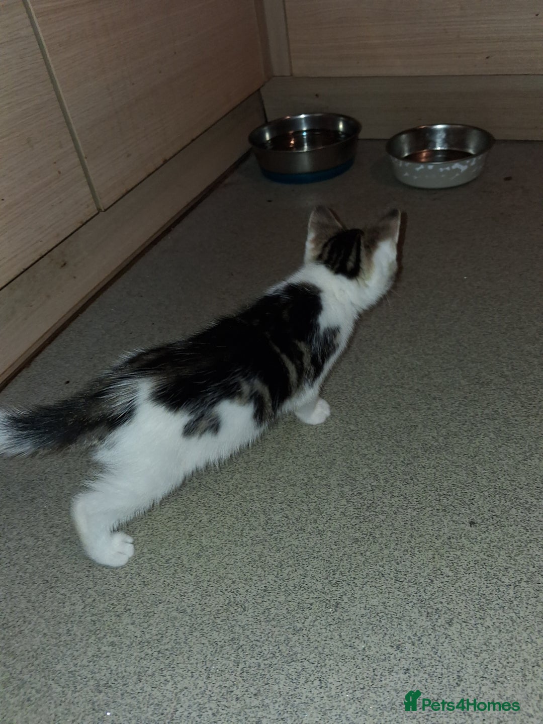 Domestic Shorthair cats for sale: 2 Eight week old Kittens for sale 1Male/1Female - Image 8