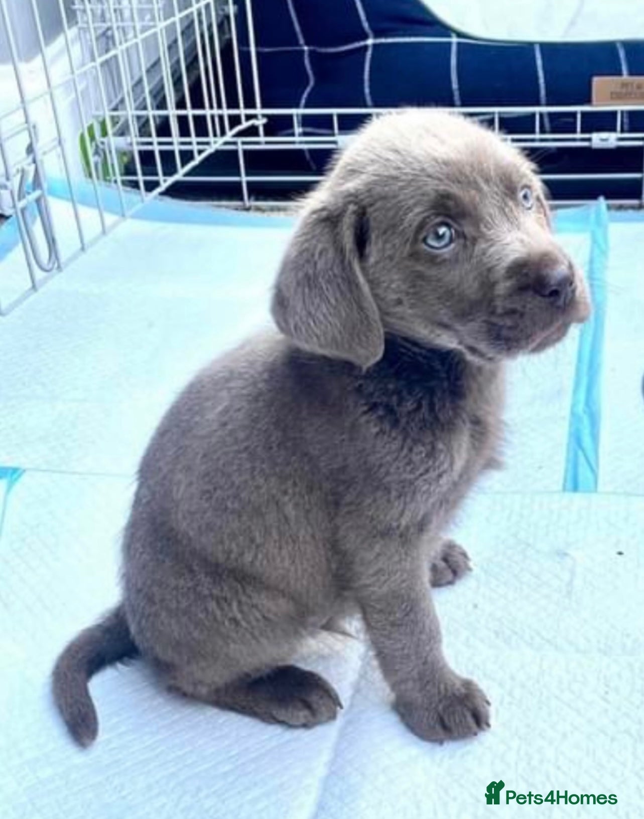 Labrador Retriever dogs Stunning Pure Pedigree Silver Labrador Puppies - Advert 1