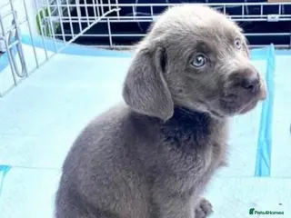 Labrador Retriever dogs Stunning Pure Pedigree Silver Labrador Puppies - Advert 1