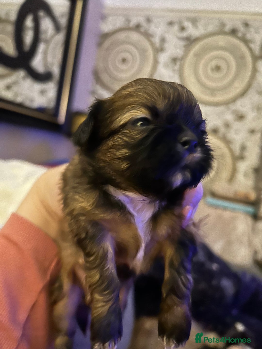 Shih Tzu dogs for sale: Beautiful shih tzu pups for sale  - Advert 11