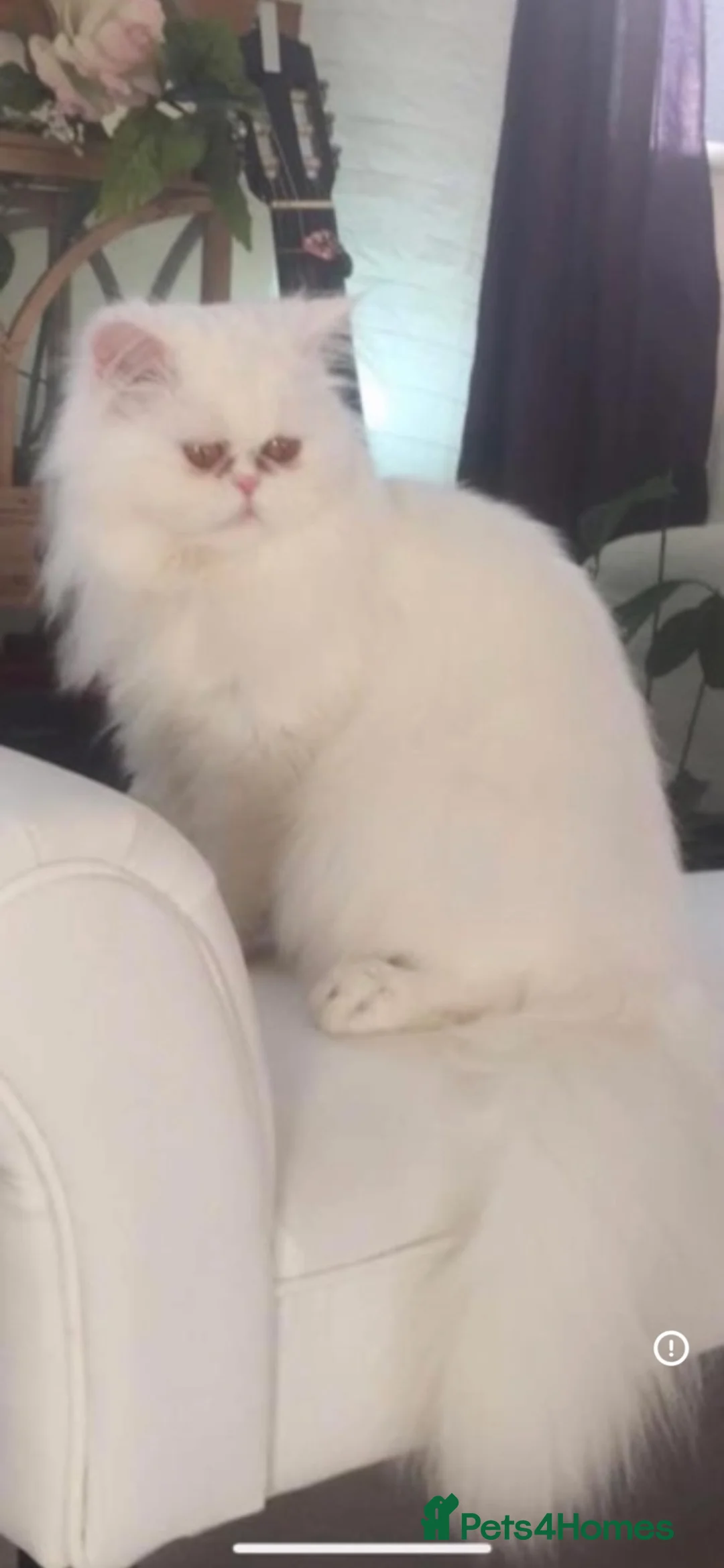 Persian cats for sale: Exotic Persian kitten ready now for homing  - Advert 1
