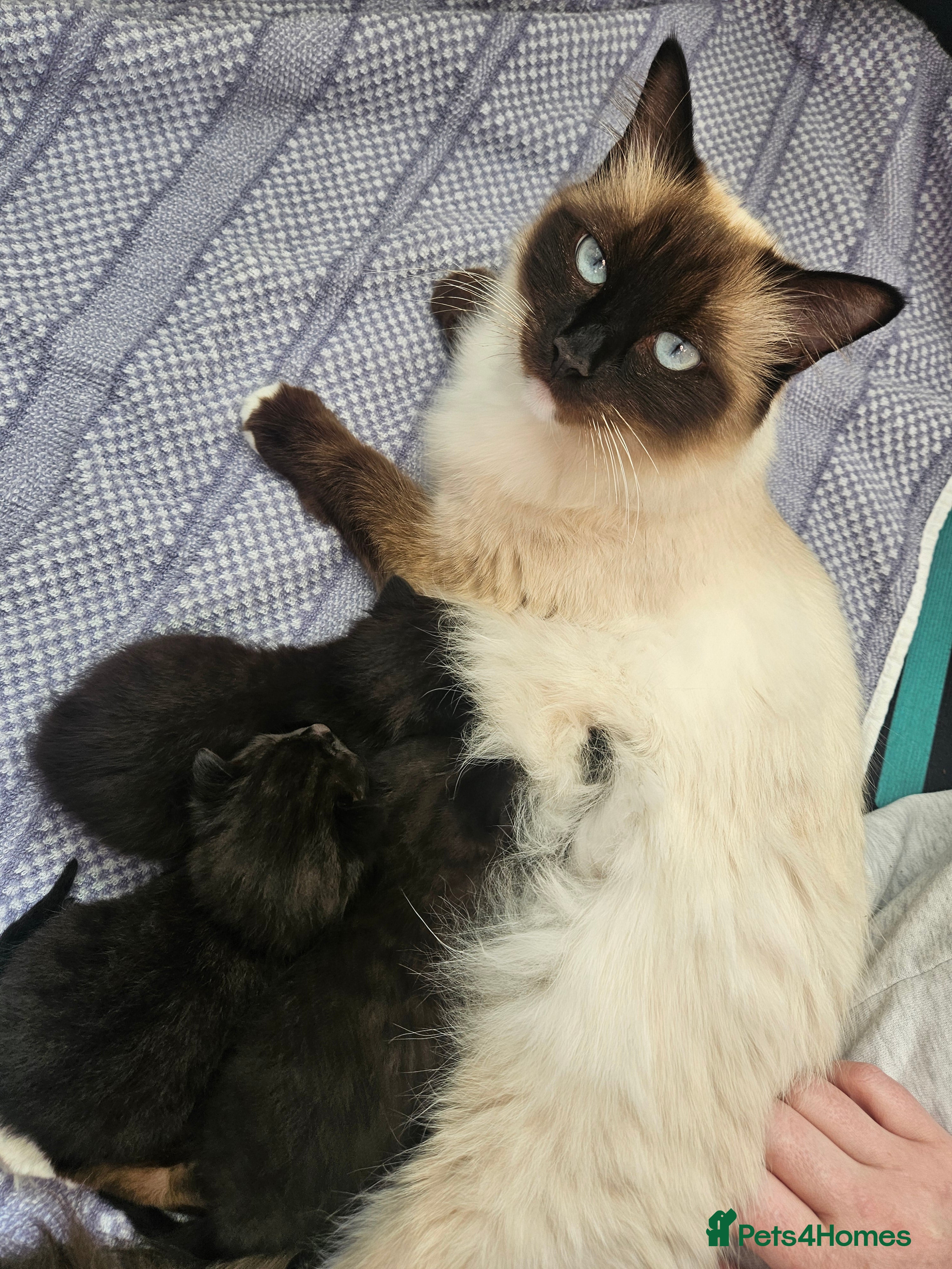 Mixed Breed cats Beautiful Ragdoll X Kittens  - Advert 5