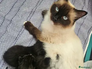 Mixed Breed cats Beautiful Ragdoll X Kittens - Advert 3