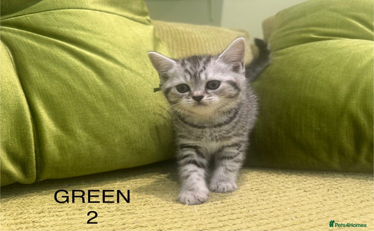 Scottish Fold cats - Advert 2