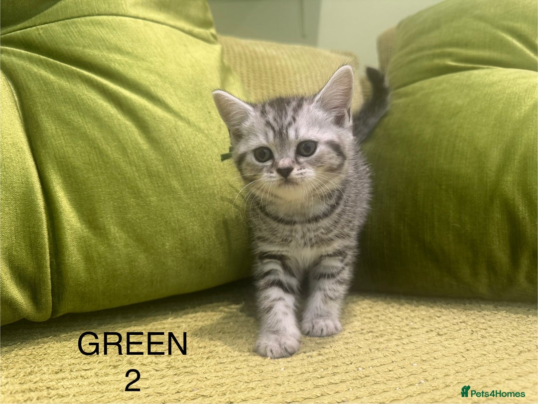 Scottish Fold cats for sale: Scottish fold/ Scottish striaght kittens  - Image 5