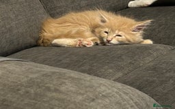 Maine Coon cats for sale: 1 boy is now available and 2 cream girls   - Image 32