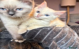 Ragdoll cats for sale: GCCF Beautiful Ragdoll Kittens - Image 18