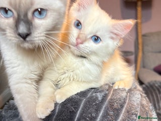 Ragdoll cats GCCF Beautiful Ragdoll Kittens - Advert 2