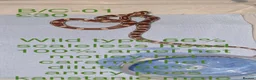 Corn Snake reptiles for sale: Baby corn snakes  - Advert 13