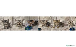 Bengal cats for sale: 6 pure bred TICA Bengals 😻 - Image 2