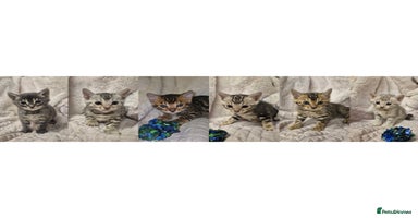 Bengal cats - Advert 5