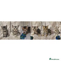 Bengal cats - Advert 1