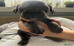 Cane Corso dogs for sale: Beautiful Cane Corso puppies for sale  - Image 12