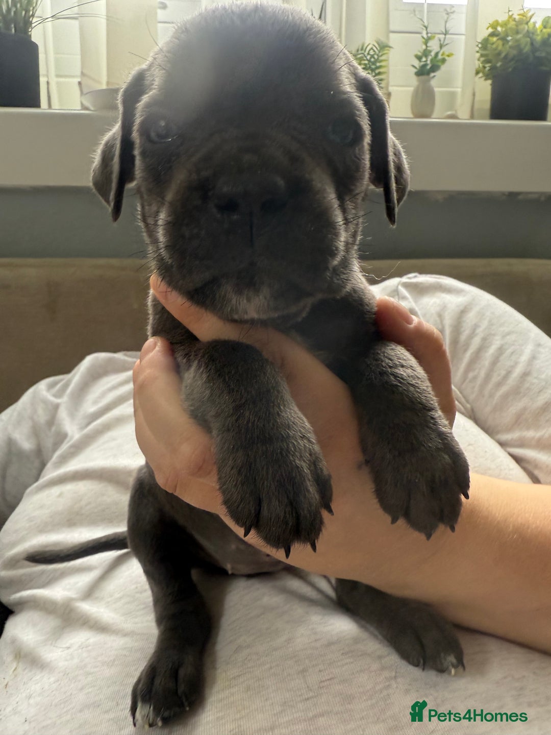 Cane Corso dogs for sale: Beautiful Cane Corso puppies for sale  - Image 12