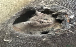 Maine Coon cats for sale: Maine Coon kittens  - Image 6