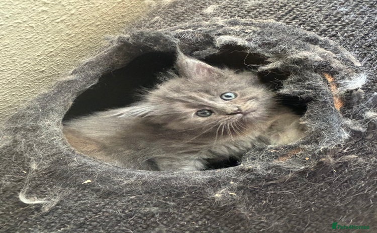 Maine Coon cats - Advert 1