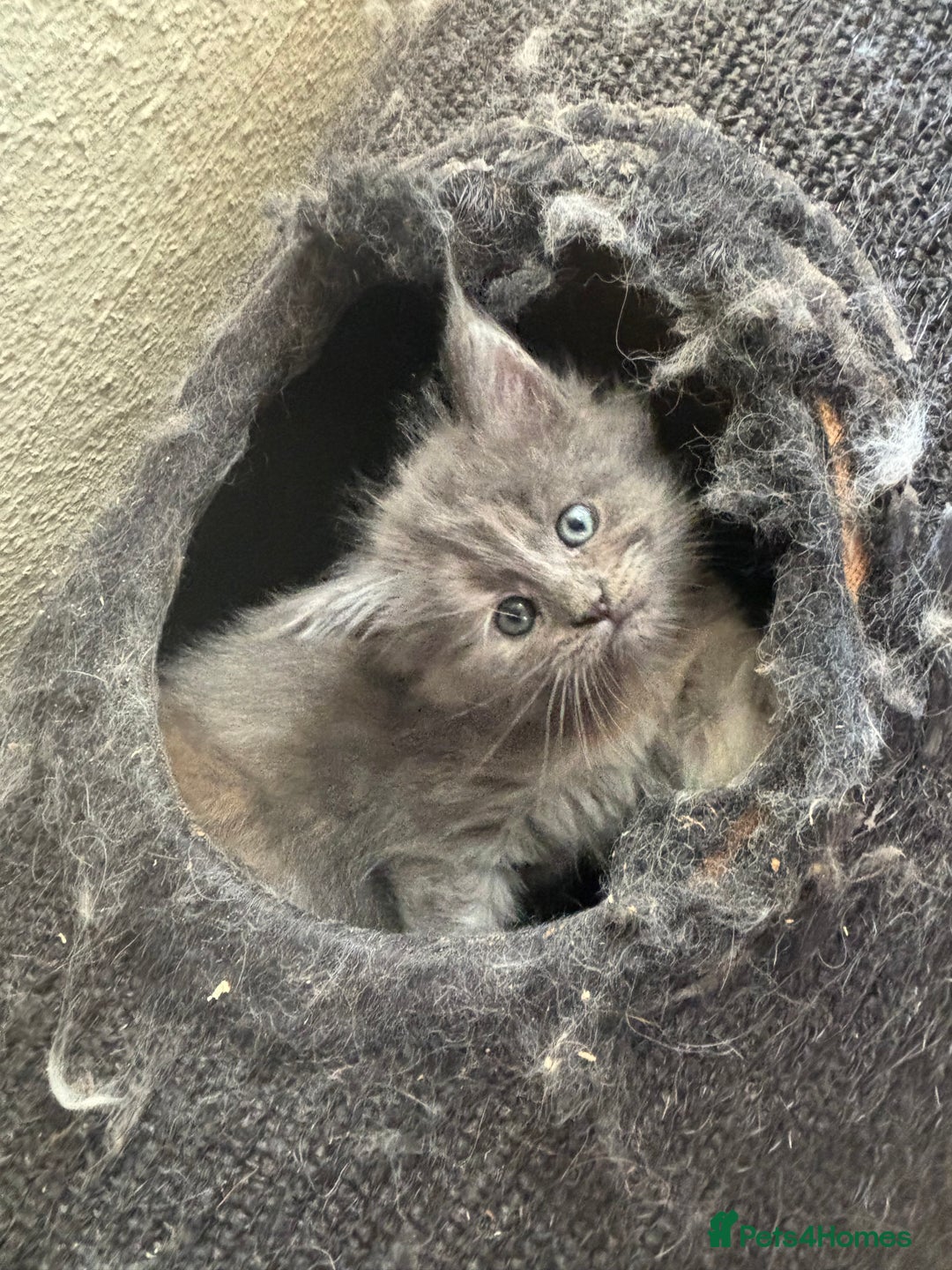 Maine Coon cats for sale: Maine Coon kittens  - Image 6