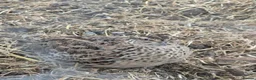 Quail poultry for sale: Mixed variety Coturnix Quail - Advert 8