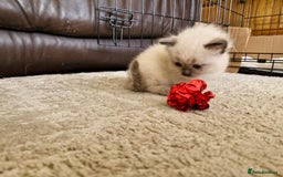 Ragdoll cats for sale: Ragdoll Kittens Available  - Image 6