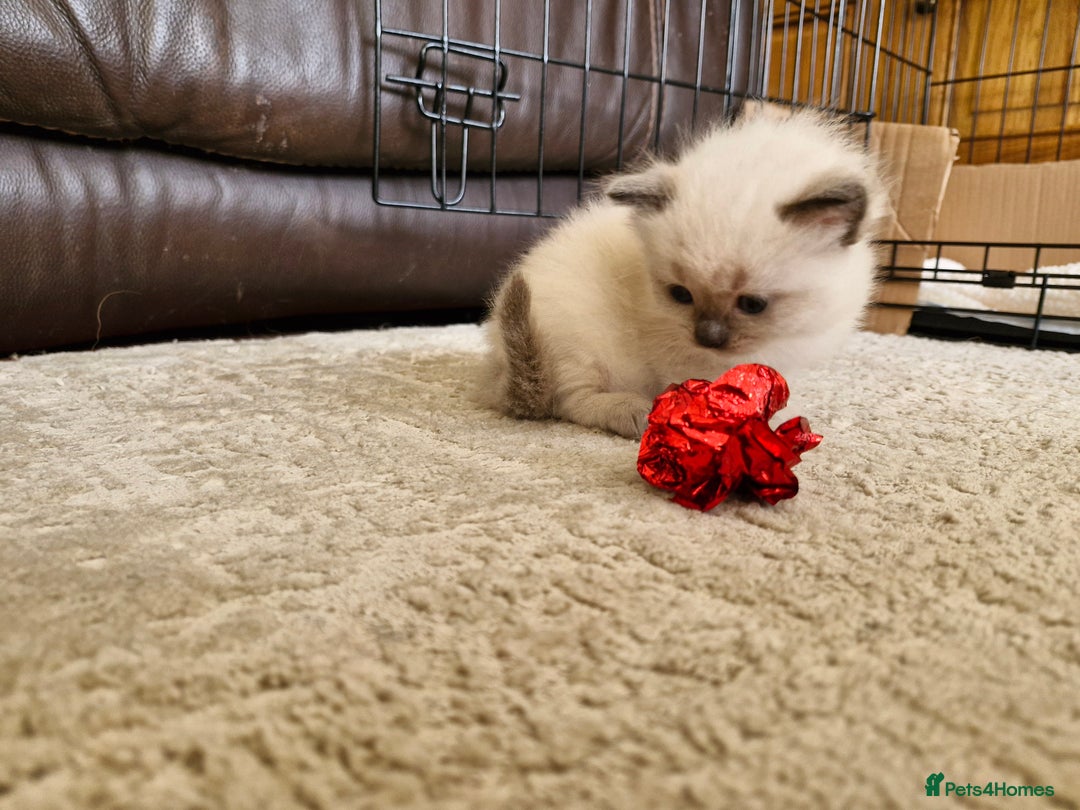 Ragdoll cats for sale: Ragdoll Kittens Available  - Image 6