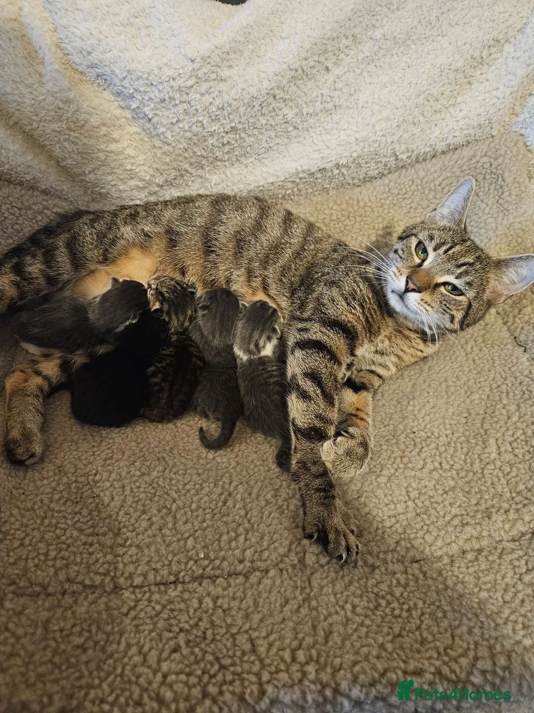 Mixed Breed cats for sale: Only 3 boys beautiful boys left - Advert 1
