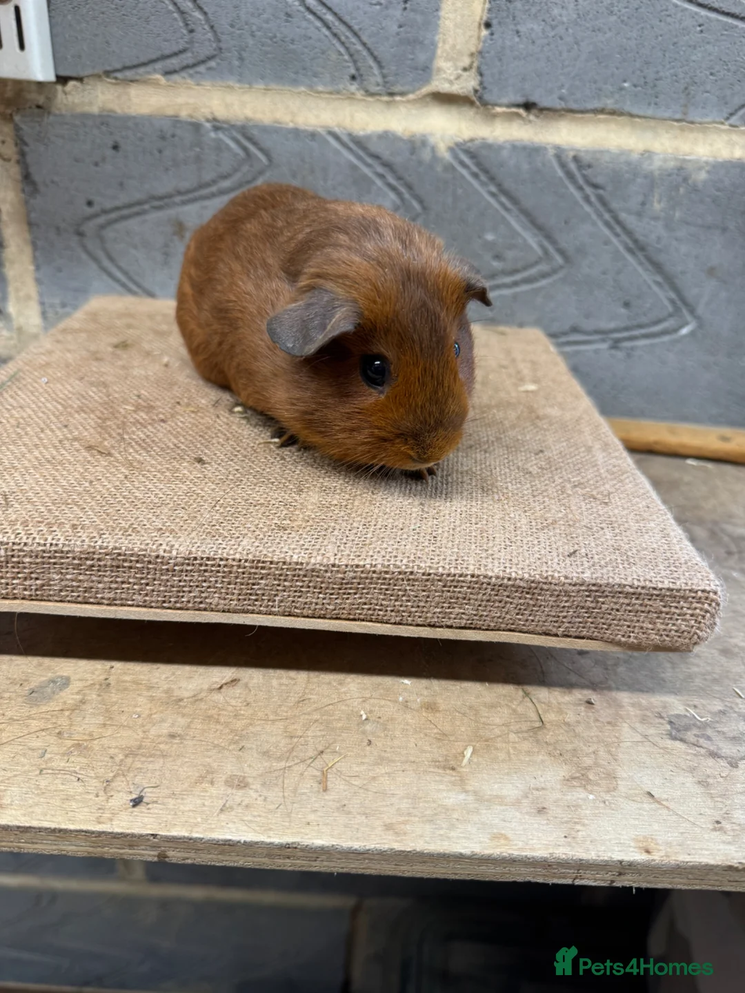 Guinea Pig rodents for sale: Baby male & female guinea pigs for sale - Advert 7