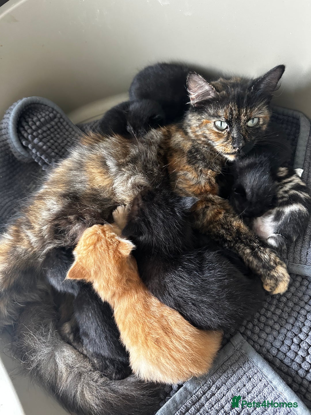 Mixed Breed cats for sale: Little hairballs  - Image 5