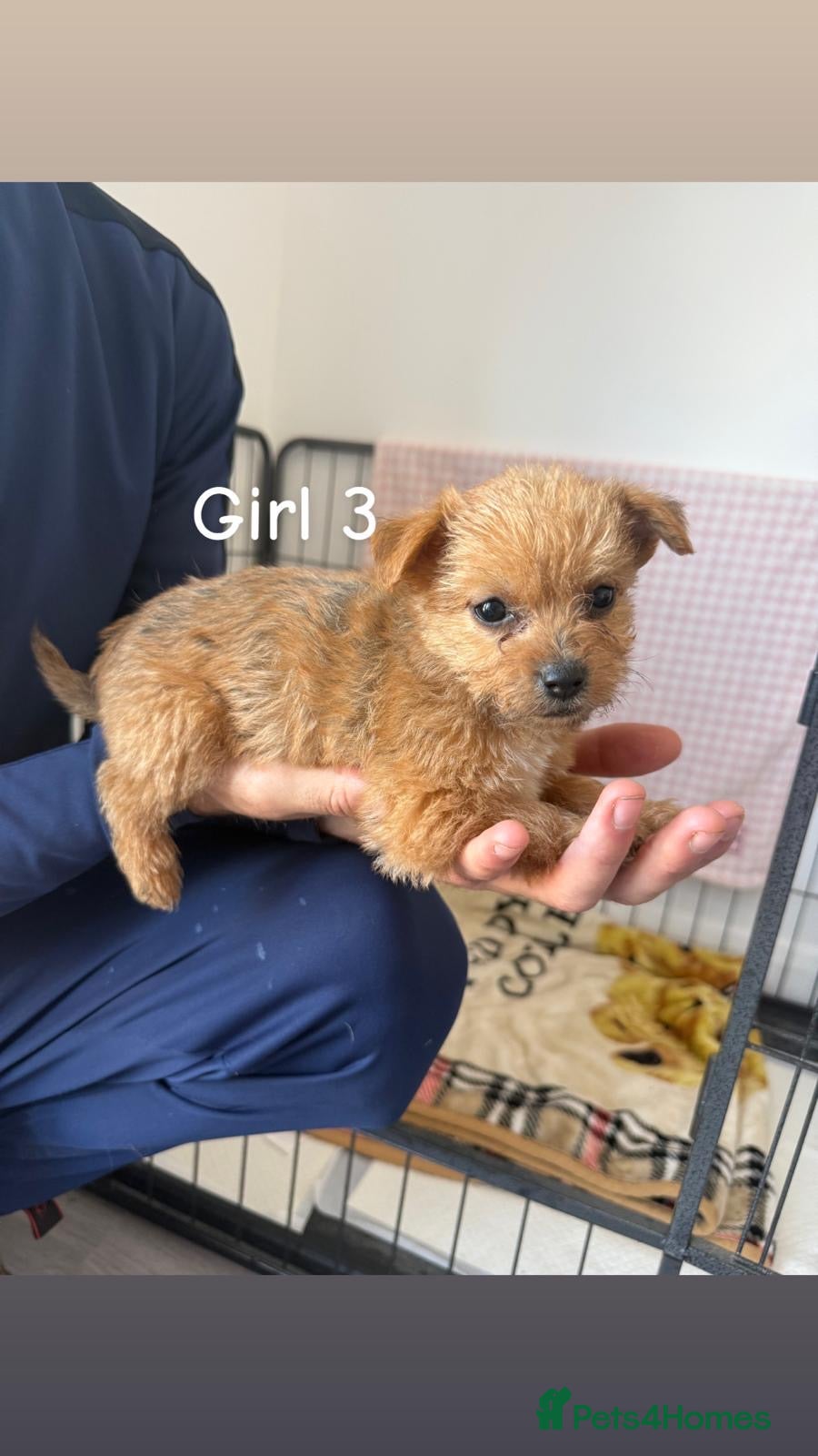 Mixed Breed dogs 3 LEFT Norfolk terrier x Pomeranians READY NOW  - Advert 2