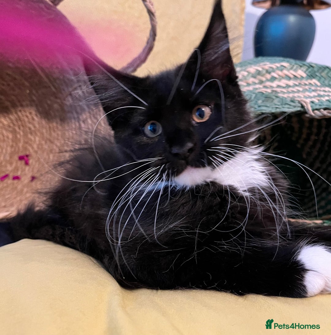 Maine Coon cats for sale: GCCF active / domestic Maine Coon  - Image 6