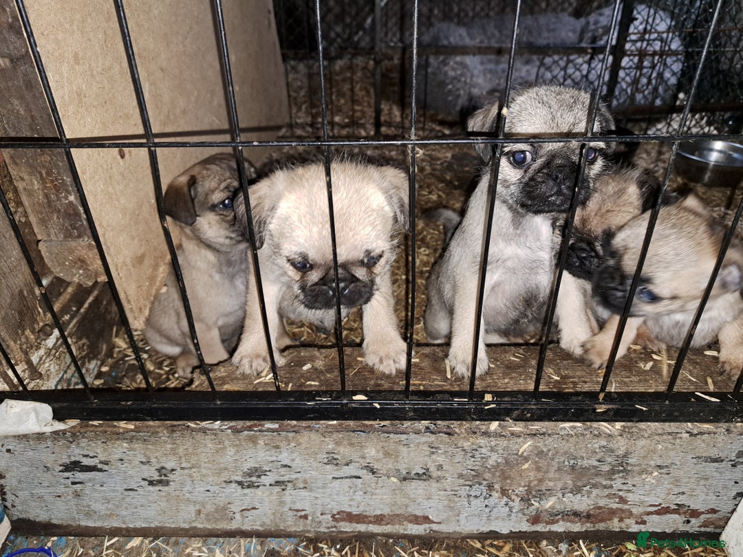 Mixed Breed dogs for sale: Perfect litter of pug cross shih-tzu  - Advert 14