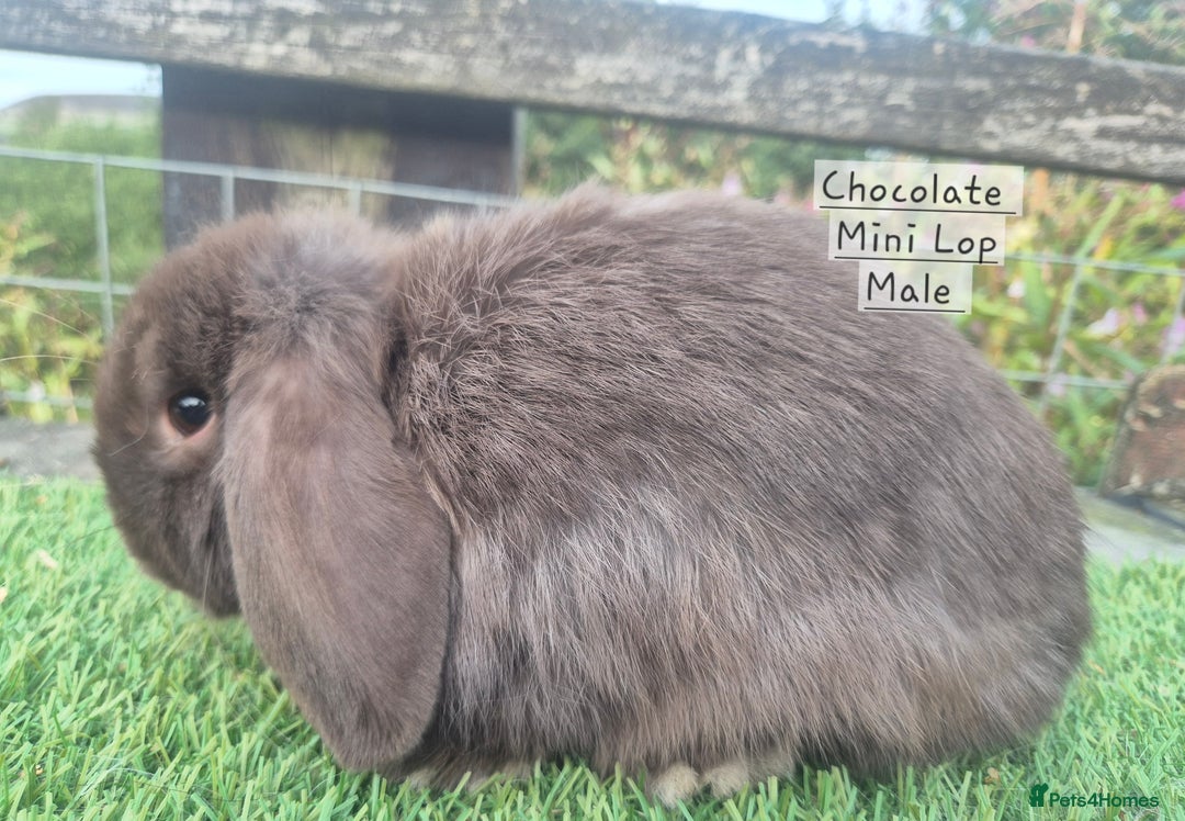 Mini Lop rabbits for sale: Various young mini lop males  - Image 12