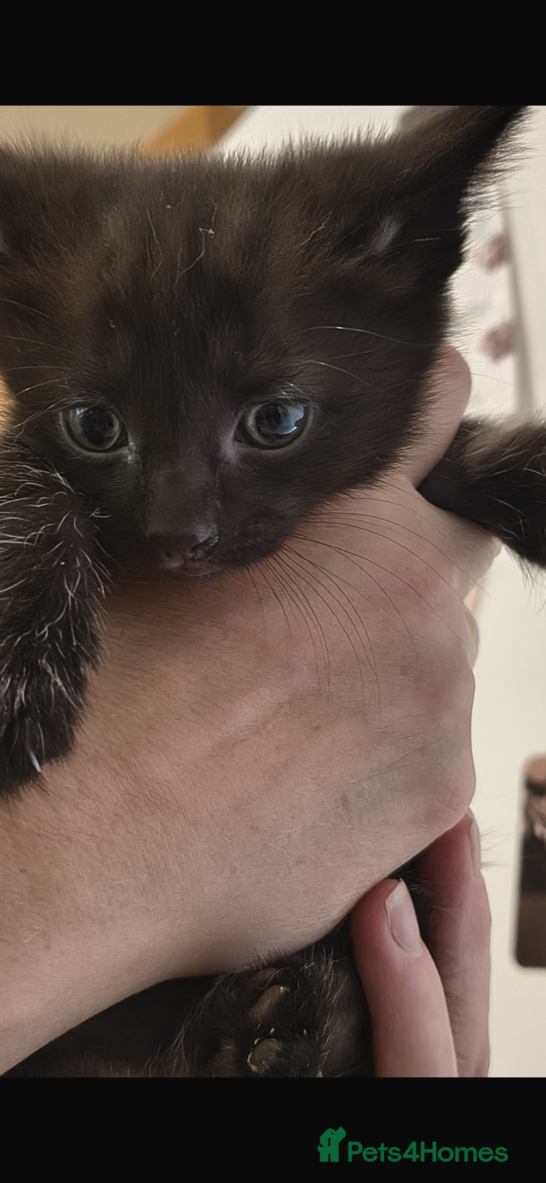 Mixed Breed cats for sale: Mixed Siamese cross kittens - Image 3