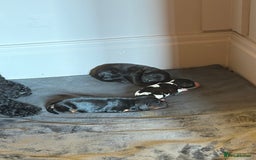 Cavapoo dogs for sale: Cavapoo (Cavalier Backcross) Puppies - Image 6