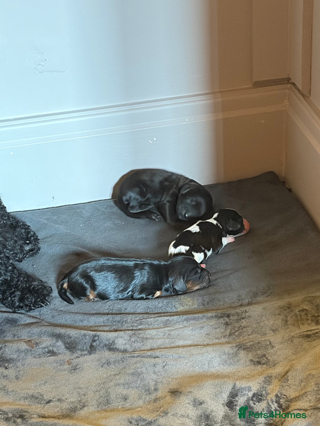 Cavapoo dogs for sale: Cavapoo (Cavalier Backcross) Puppies - Image 6