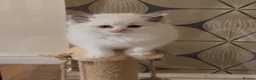 Ragdoll cats for sale: Beautiful TICA Kittens  - Advert 10