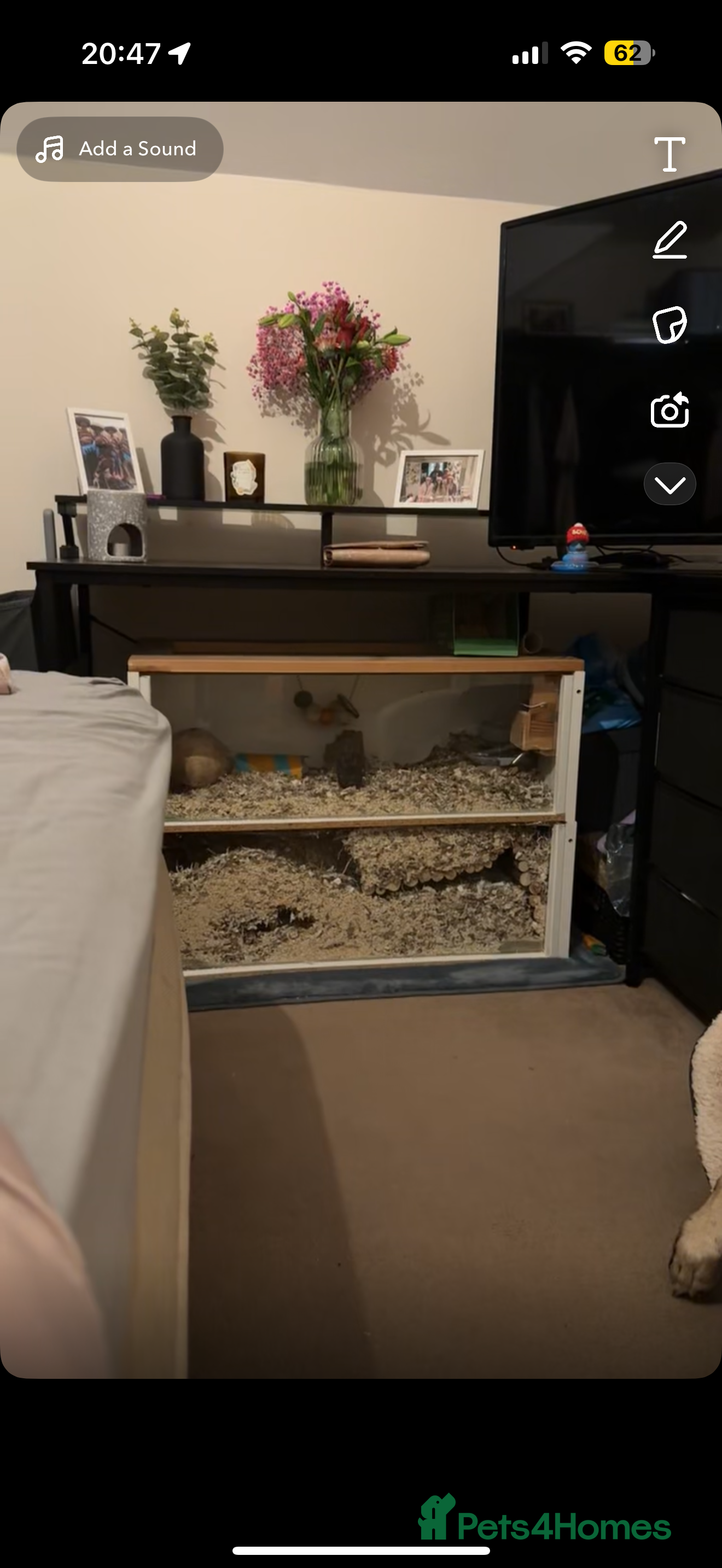 Gerbil rodents 2 male Gerbils free to good home - Advert 1