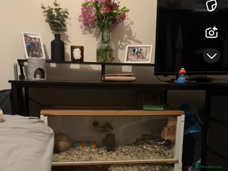 Gerbil rodents 2 male Gerbils free to good home - Advert 1